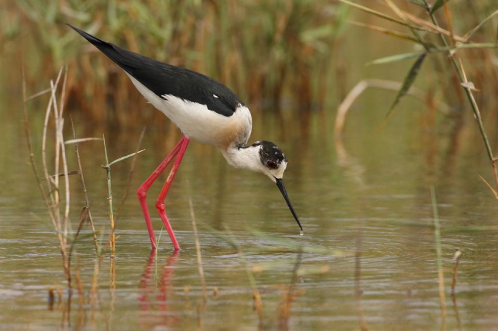 Especie fácil de identificar